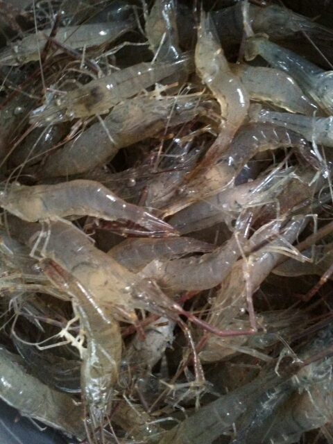 太湖盐水河虾 - 孕期话题论坛