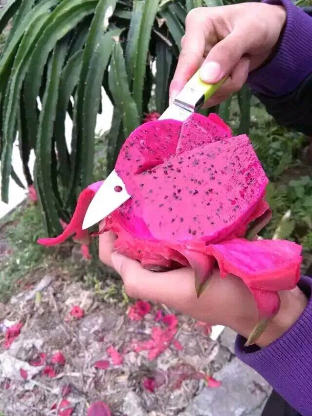 红心火龙果 - 幼儿护理论坛