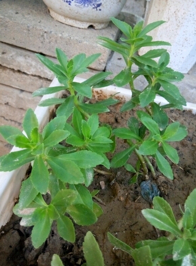 被蚊子咬了,掐个叶子擦擦,很快就不痒了.