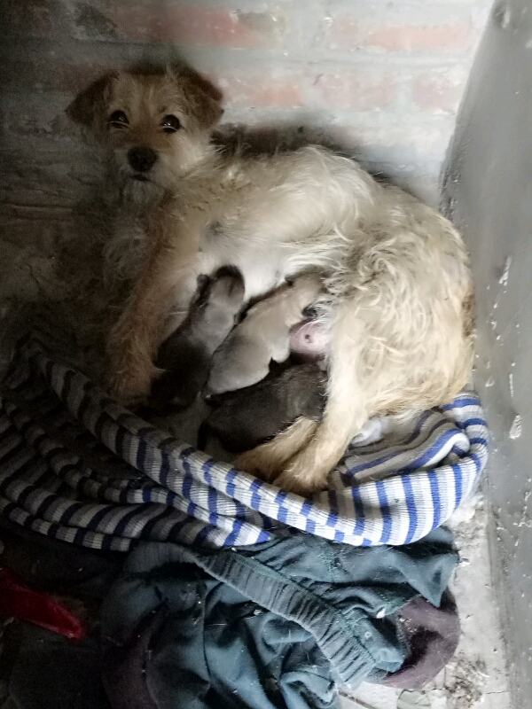 这社会让我太无奈了。还有几个人爱好小动物?