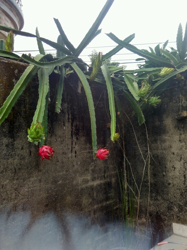 自家种的火龙果,好好吃 - 妈妈厨房论坛