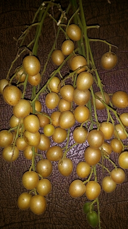 吃黄皮果咯 - 妈妈厨房论坛