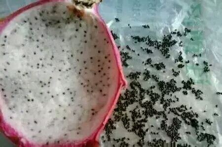 第一次吃火龙果,光是吐籽就吐了一个多小时,这么难吃的东西怎么还会有