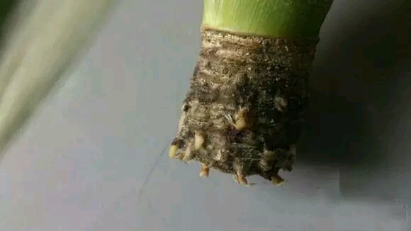 春天买菠萝,叶子再也不要扔掉了, - 幼儿护理论