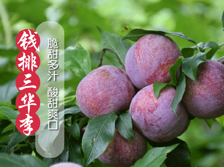 正宗信宜钱排三华李,当季红心李子,酸甜爽口,孕妇最爱