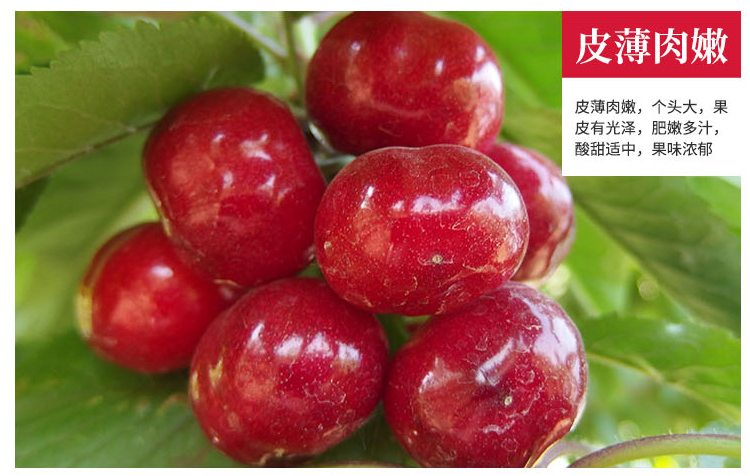 【美早大樱桃】海淀快乐农夫樱桃采摘,红嫩鲜美,颗颗饱满,一口下去
