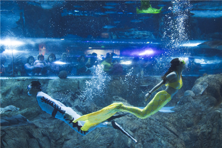 99元抢购南京海底世界特惠晚场特惠成人票， 潜入海底看最精彩的动物表演吧
