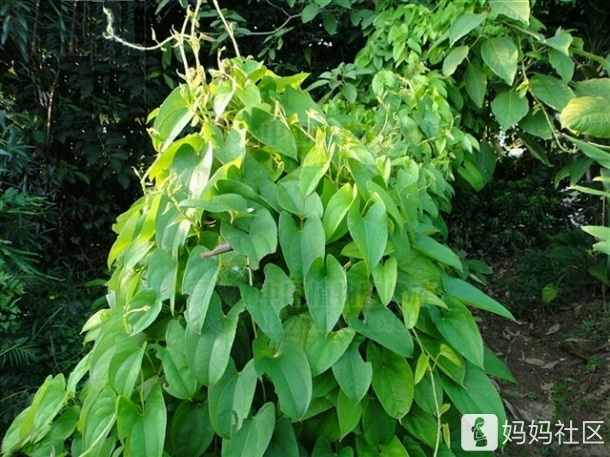 脚板薯,大家见过吗?