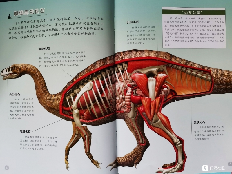 恐龙身体部位介绍图片