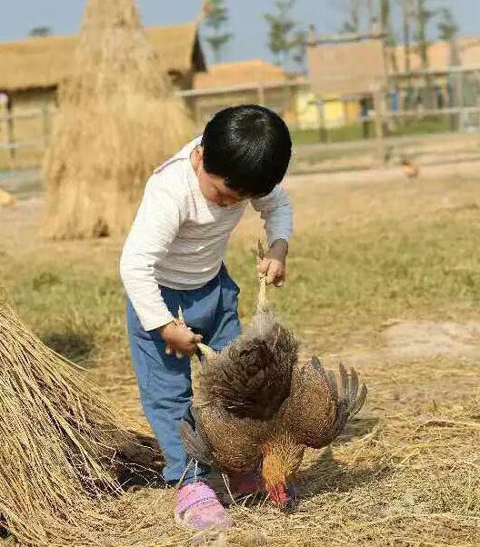 【夏日特惠】趣味抓鸡 欢乐总动员,假期就来佛山宝苞农场吧!
