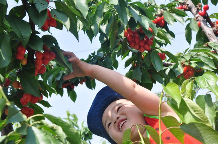 【通州樱桃采摘】一斤35元,新鲜多汁大樱桃,到通州采摘园自驾采摘