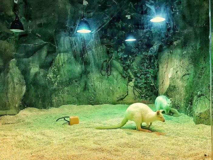 预售】zoonana萌宠乐园(新街口东方福来德)南京首家室内互动式动物园