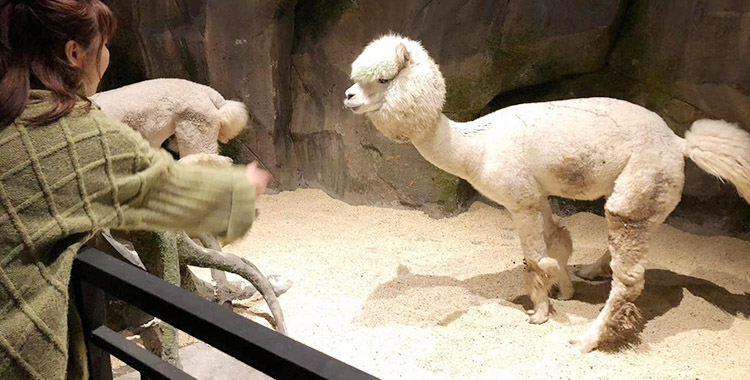 【新店预售】zoonana萌宠乐园(新街口东方福来德)南京首家室内互动式