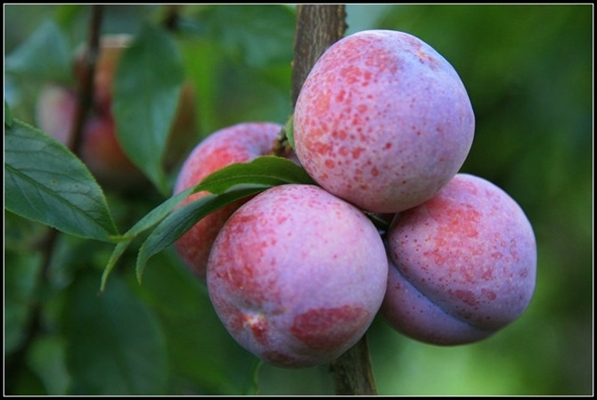 正宗信宜钱排三华李,当季红心李子,酸甜爽口,孕妇最爱.