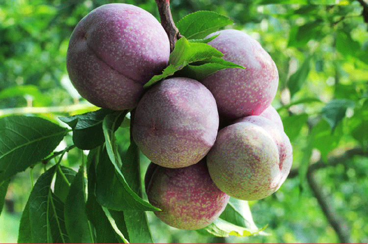 正宗信宜钱排三华李,当季红心李子,酸甜爽口,孕妇最爱.