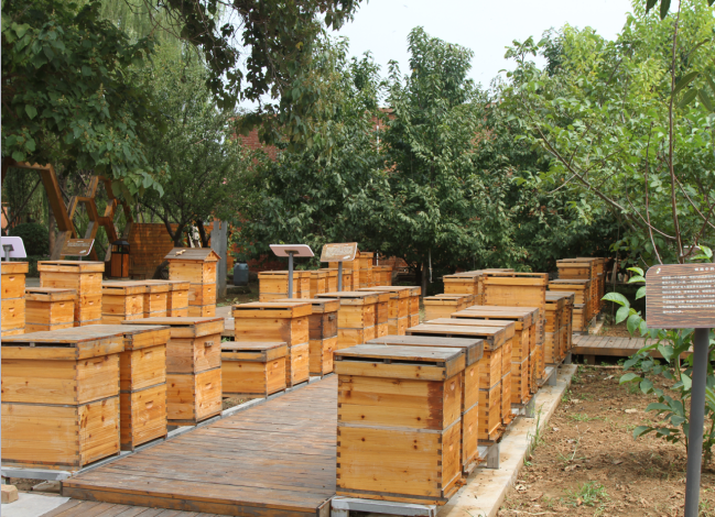 体验蜂文化 diy蜂蜜唇膏和灌蜜