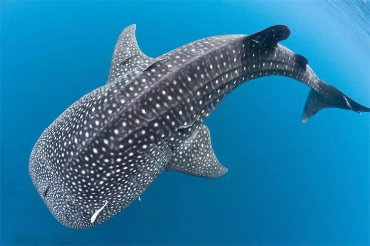 周庄生命奥秘博物馆