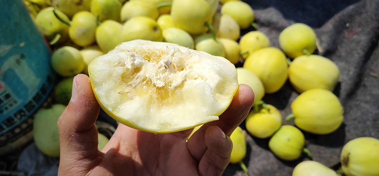 北京停发贵妃蜜甜瓜上市5斤包邮皮薄肉脆含糖量高甜而不腻清香爽口