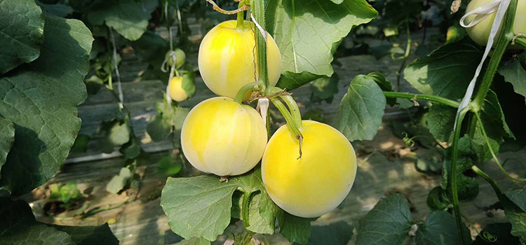 北京停发贵妃蜜甜瓜上市5斤包邮皮薄肉脆含糖量高甜而不腻清香爽口