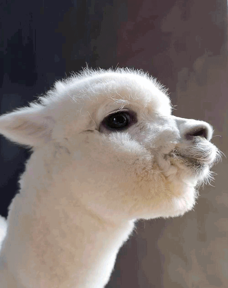 是的餐厅的名字就叫就在四楼!  这里是真的有活羊驼!活的!