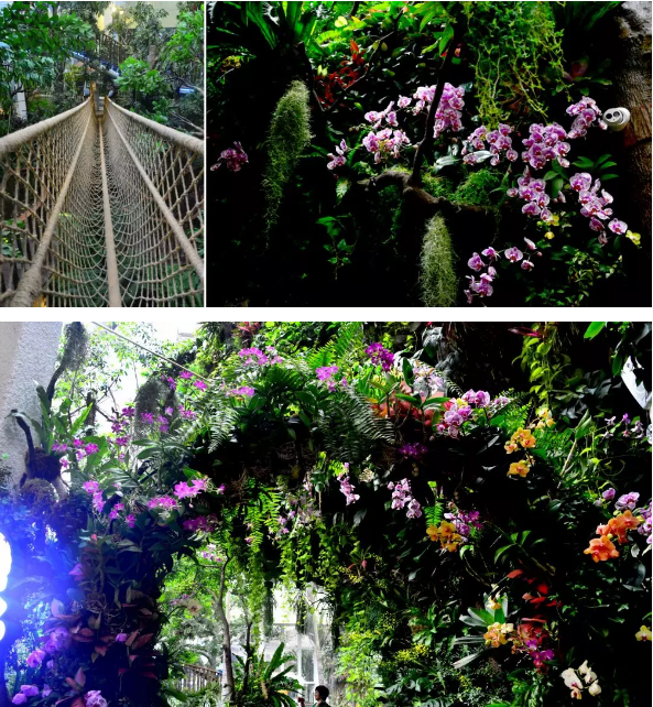 【领券减5元】正佳雨林生态植物园(正佳广场),国内首家室内雨林馆,800