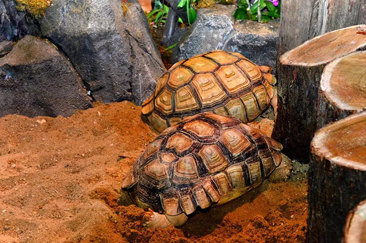 【领券减5元】正佳雨林生态植物园(正佳广场),国内首家室内雨林馆,800